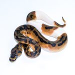 6716 1.0 CLOWN PIEBALD
