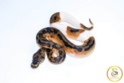 6716 1.0 CLOWN PIEBALD