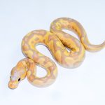 6718 1.0 BANANA VANILLA/FIRE CLOWN