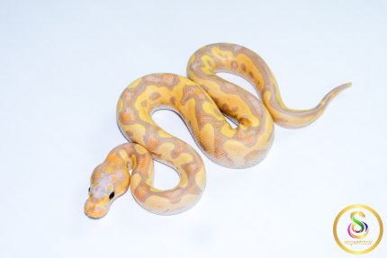 6718 1.0 BANANA VANILLA/FIRE CLOWN