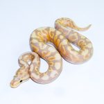 6719 1.0 BANANA SPOTNOSE YELLOW BELLY VANILLA/FIRE HET CLOWN