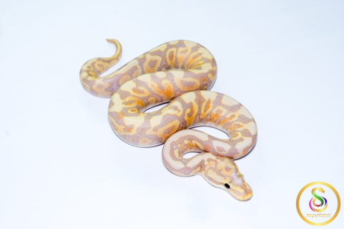 6719 1.0 BANANA SPOTNOSE YELLOW BELLY VANILLA/FIRE HET CLOWN - Image 2