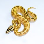 6721 0.1 SUPER ASPHALT ENCHI SPIDER