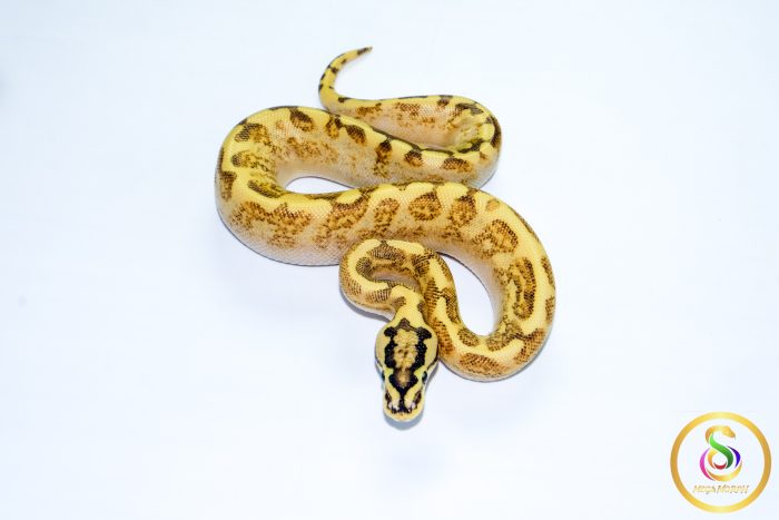 6721 0.1 SUPER ASPHALT ENCHI SPIDER - Image 3