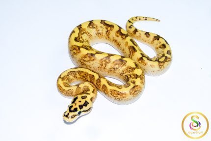 6722 0.1 GHI ENCHI SPIDER FREEWAY