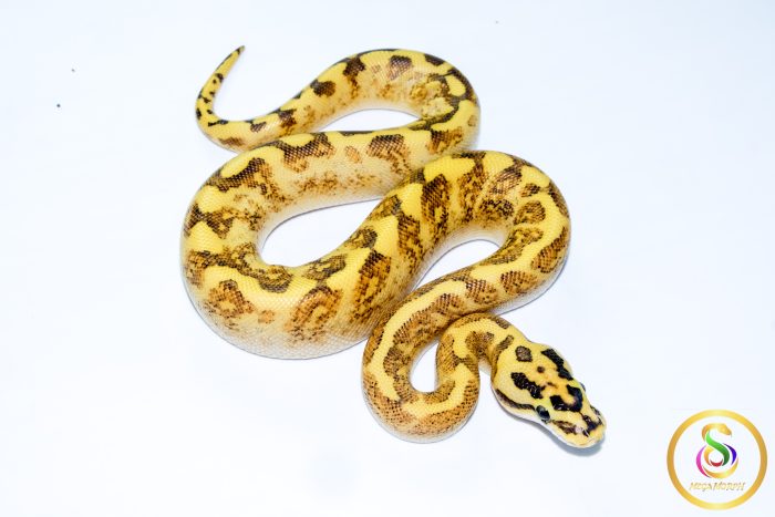 6722 0.1 GHI ENCHI SPIDER FREEWAY - Image 2