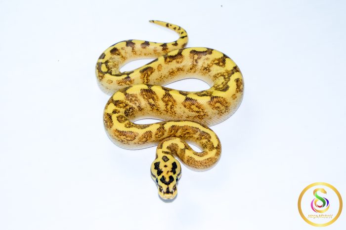 6722 0.1 GHI ENCHI SPIDER FREEWAY - Image 3