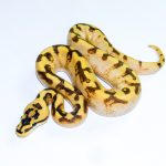 6724 1.0 ENCHI SPIDER FREEWAY