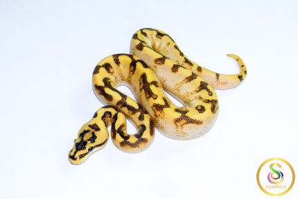 6724 1.0 ENCHI SPIDER FREEWAY