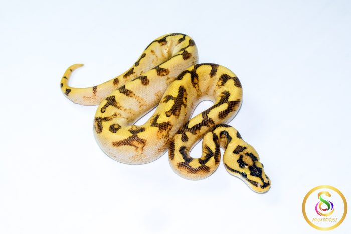 6724 1.0 ENCHI SPIDER FREEWAY - Image 2