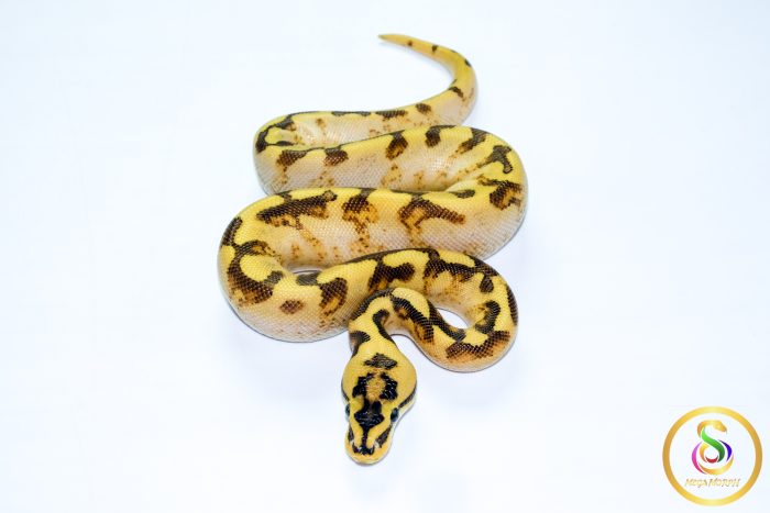 6724 1.0 ENCHI SPIDER FREEWAY - Image 3