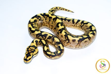 6725 1.0 SUPER ASPHALT GHI SPIDER ENCHI