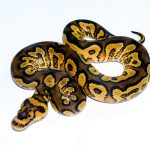 6726 0.1 ORANGE DREAM YELLOW BELLY CLOWN HET PIEBALD