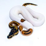 6727 1.0 LEOPARD PIEBALD HET CLOWN