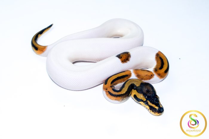 6727 1.0 LEOPARD PIEBALD HET CLOWN - Image 2