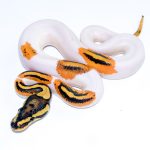 6730 1.0 ORANGE DREAM YELLOW BELLY PIEBALD HET CLOWN