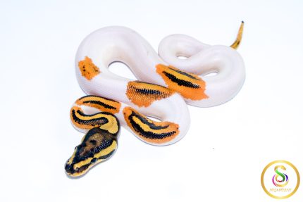 6730 1.0 ORANGE DREAM YELLOW BELLY PIEBALD HET CLOWN
