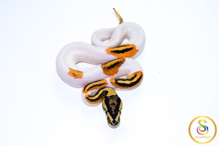 6730 1.0 ORANGE DREAM YELLOW BELLY PIEBALD HET CLOWN - Image 3