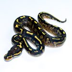 6732 0.1 SUPER ASPHALT