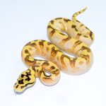 6734 0.1 SPIDER ENCHI FREEWAY