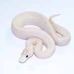 6735 0.1 IVORY SPIDER