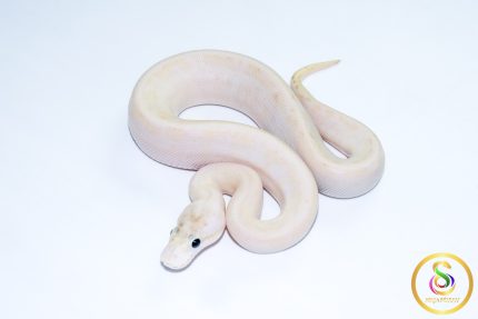 6735 0.1 IVORY SPIDER