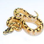 6736 1.0 SUPER ASPHALT SPIDER