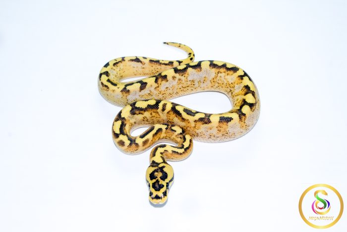 6736 1.0 SUPER ASPHALT SPIDER - Image 3