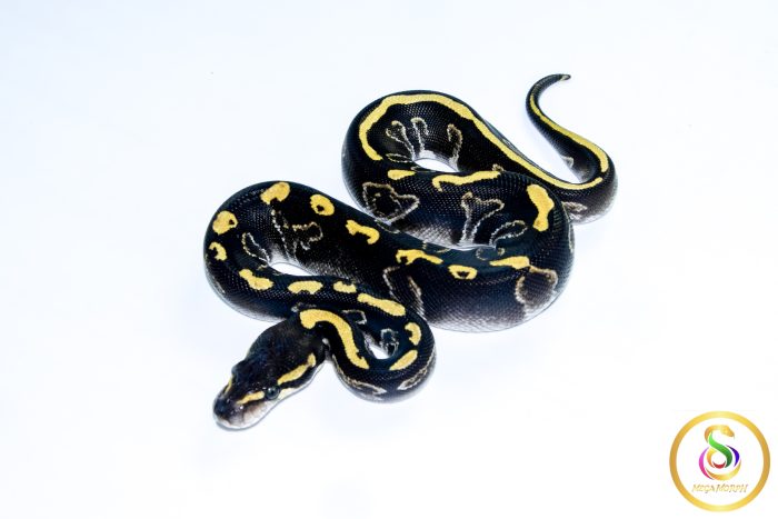6737-1 6737 0.1 LEOPARD BLACKHEAD GHI MOJAVE - Image 1