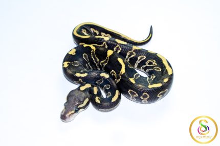 6738 0.1 LEOPARD GHI MOJAVE