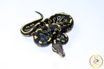 6738 0.1 LEOPARD GHI MOJAVE - Image 2