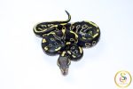 6738 0.1 LEOPARD GHI MOJAVE - Image 3