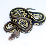 6741 1.0 BLACKHEAD LEOPARD PASTEL