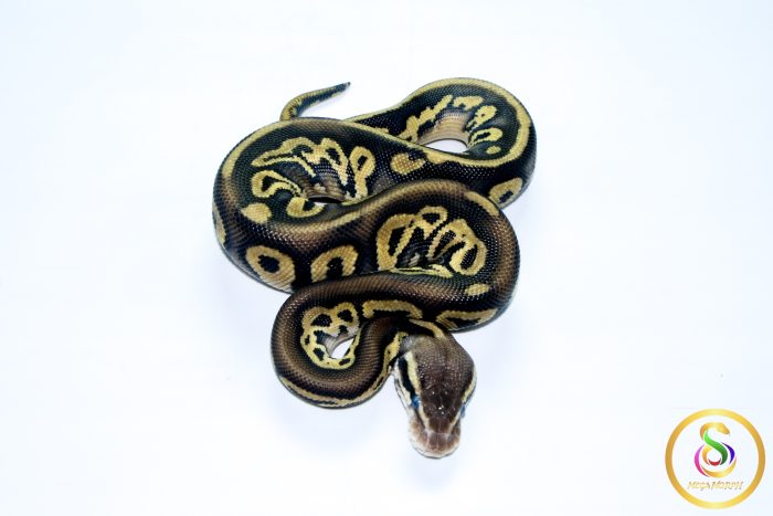 6741 1.0 BLACKHEAD LEOPARD PASTEL - Image 3