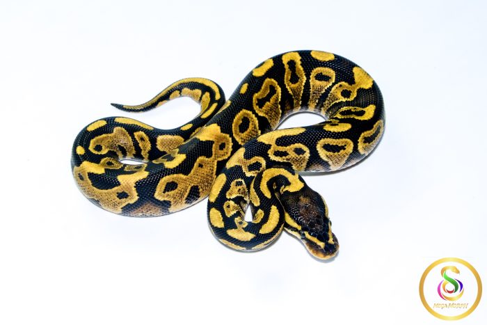 6742-2 6742 1.0 YELLOW BELLY - Image 2