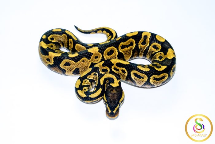 6742-3 6742 1.0 YELLOW BELLY - Image 3
