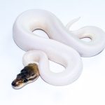 6743 1.0 CINNAMON PIEBALD