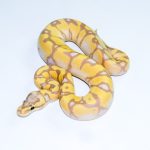 6746 0.1 BANANA ENCHI PASTEL GRAVEL