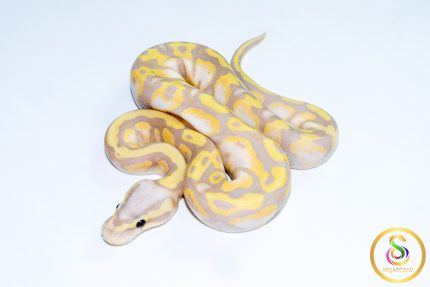6747 1.0 BANANA PASTEL GRAVEL POSS ORANGE DREAM (FMK)