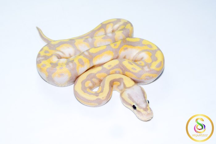 6747 1.0 BANANA PASTEL GRAVEL POSS ORANGE DREAM (FMK) - Image 2