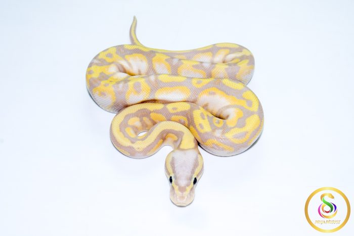 6747 1.0 BANANA PASTEL GRAVEL POSS ORANGE DREAM (FMK) - Image 3
