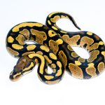 6748 0.1 GRAVEL/YELLOW BELLY