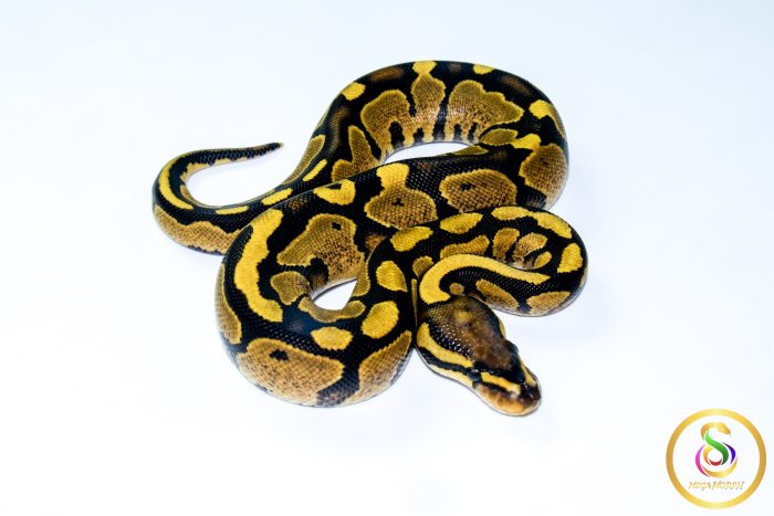 6748 0.1 GRAVEL/YELLOW BELLY - Image 2