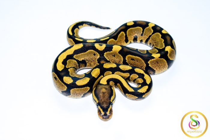 6748 0.1 GRAVEL/YELLOW BELLY - Image 3