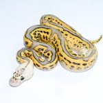 6749 1.0 SUPER PASTEL BATMAN CLOWN