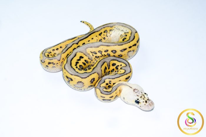 6749 1.0 SUPER PASTEL BATMAN CLOWN - Image 2