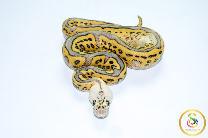 6749 1.0 SUPER PASTEL BATMAN CLOWN - Image 3