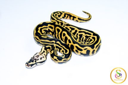 6751 1.0 PASTEL LEOPARD SN YELLOW BELLY HET CLOWN