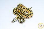 6752 0.1 PASTEL ENCHI SN YELLOW BELLY HET CLOWN
