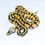 6752 0.1 PASTEL ENCHI SN YELLOW BELLY HET CLOWN